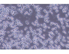 大鼠細(xì)胞系