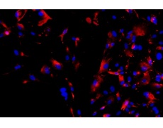 大鼠原代細(xì)胞