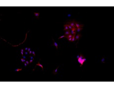 大鼠原代細(xì)胞