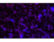 大鼠原代細(xì)胞