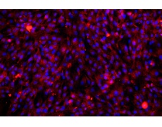 大鼠原代細(xì)胞