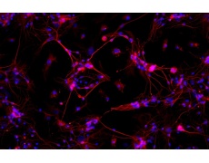 大鼠原代細(xì)胞