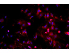 大鼠原代細(xì)胞