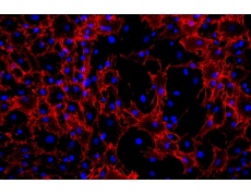 大鼠原代細(xì)胞