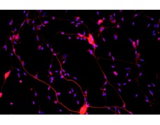 大鼠原代細(xì)胞