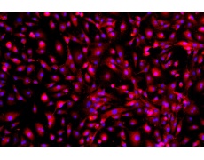 小鼠原代細(xì)胞