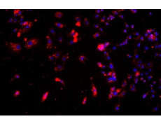小鼠原代細(xì)胞