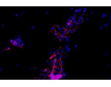 小鼠原代細(xì)胞