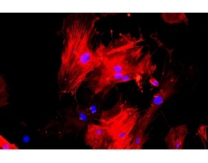 小鼠原代細(xì)胞