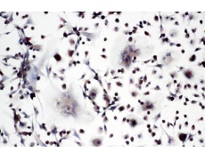 小鼠原代細(xì)胞