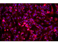 小鼠原代細(xì)胞