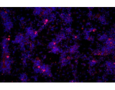 小鼠原代細(xì)胞