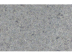 小鼠細(xì)胞系