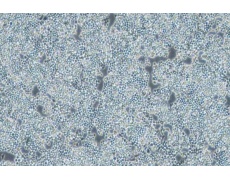 小鼠細(xì)胞系