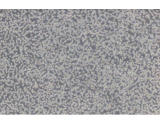 小鼠細(xì)胞系