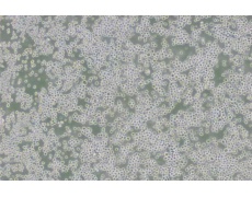 小鼠細(xì)胞系