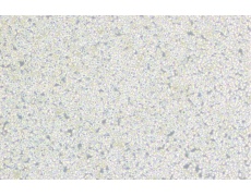 小鼠細(xì)胞系