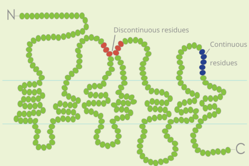 不連續(xù)氨基酸殘基、構(gòu)象表位、連續(xù)殘基、線性表位