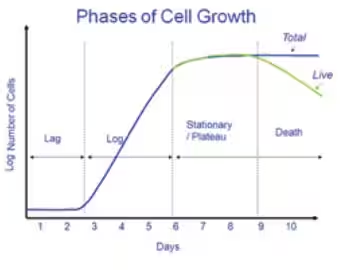 細(xì)胞成長(zhǎng)